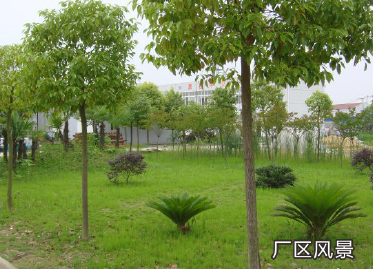 廠區(qū)風景